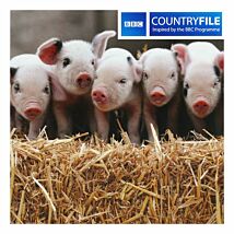 Country File – Gloucester Old Spot Piglets Greetings Card