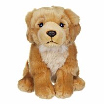 Golden Retriever Dog