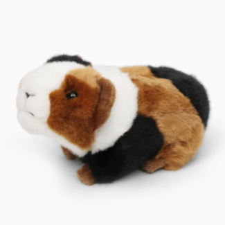 Small Guinea Pig
