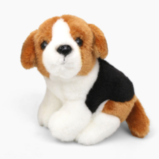 Small Beagle Dog