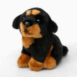 Small Rottweiler Dog