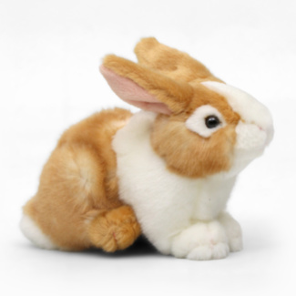 Ginger & White Pet Rabbit