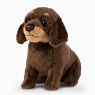 Dachshund Puppy Dog