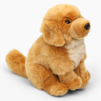 Golden Retriever Dog
