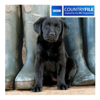 Country File - Black Labrador Puppy Greetings Card