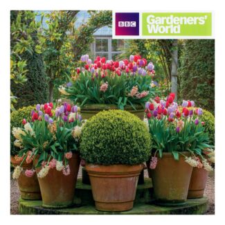 Gardeners’ World - Tulip Displays Greetings Card