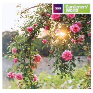 Gardeners’ World Climbing Rose Rambler Greeting Card