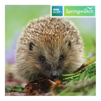 Springwatch – Hedgehog Greeting Card