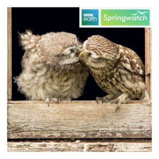 Springwatch – Little Owls Greeting Card