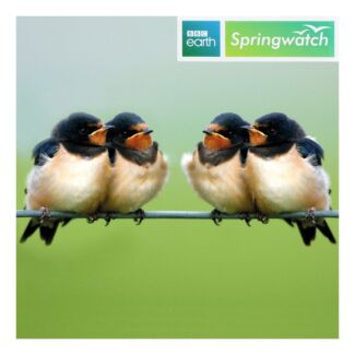 Springwatch – Swallows Greeting Card