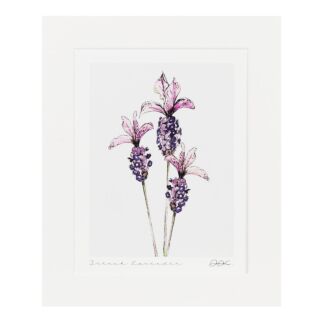 ‘French Lavender’ 10” x 12” Fine Art Print