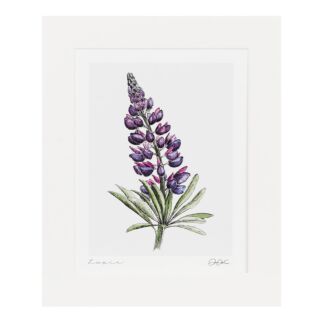 ‘Lupin’ 10” x 12” Fine Art Print