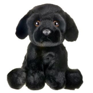 Black Labrador Dog