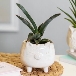 Arezzo Cat Planter