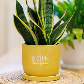Gardening Accessories